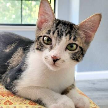 Rescue Domestic Short Hair Cats for Adoption in Pleasant Hill, California - Ace | PetCurious