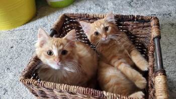 Rescue Domestic Long Hair Cats for Adoption in New Berlin, Wisconsin - Paprika & Curry | PetCurious