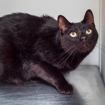 Spongebob -  Domestic Short Hair Cat for Adoption in Hattiesburg, Mississippi - Spongebob | PetCurious