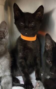 Rescue Domestic Short Hair Cats for Adoption in Elmira, New York - Sugar Plum | PetCurious
