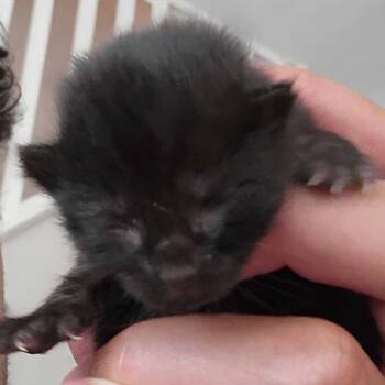 Blade -  Domestic Short Hair Cat for Adoption - Blade | PetCurious