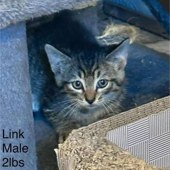 Rescue Domestic Short Hair Cats for Adoption in Austin, Texas - Performative Pockets | PetCurious