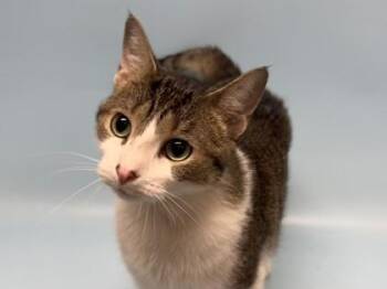 Ember Two Socks -  Domestic Short Hair Cat for Adoption in Golden Valley, Minnesota - Ember Two Socks | PetCurious
