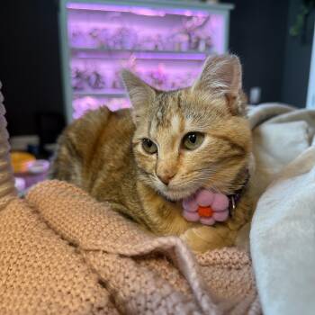 Domestic Short Hair Cats Available for Adoption in Rossville, Georgia - Jupiter (bonded With Europa)  | PetCurious