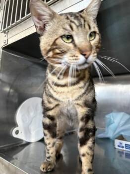 EFFEN 4 -  Domestic Short Hair Cat for Adoption in Rancho Cucamonga, California - EFFEN 4 | PetCurious