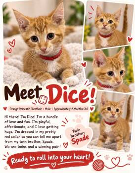 Dice -  Domestic Short Hair Cat for Adoption in Richmond, Virginia - Dice | PetCurious