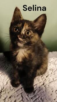 Selina -  Tortoiseshell Cat Available for Adoption in Weems, Virginia - Selina | PetCurious