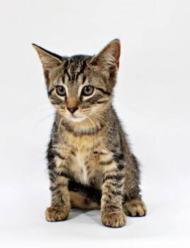 Squeaks -  Domestic Short Hair Cat for Adoption in Morton Grove, Illinois - Squeaks | PetCurious