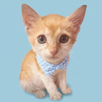 Rescue Domestic Short Hair Cats for Adoption in Grand Bay, Alabama - Sherk | PetCurious