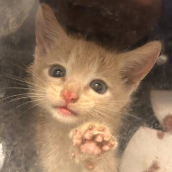 Crackers -  Domestic Short Hair Cat for Adoption in Greenville, South Carolina - Crackers | PetCurious