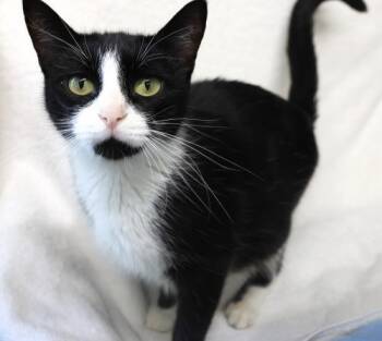 Wanda -  Domestic Short Hair Cat for Adoption in Thief River Falls, Minnesota - Wanda | PetCurious