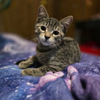 Josh PL -  Domestic Short Hair Cat for Adoption in Union, Missouri - Josh PL | PetCurious