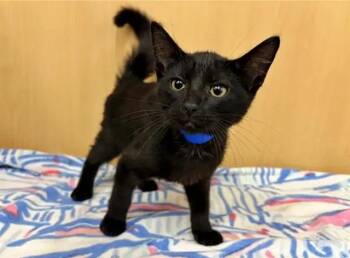 ALEX -  Domestic Short Hair Cat for Adoption in Brentwood, Missouri - ALEX | PetCurious