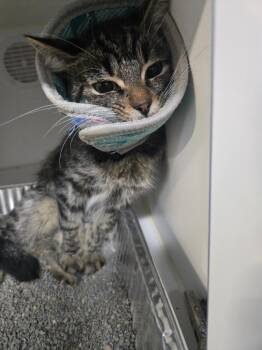 Rescue Domestic Short Hair Cats for Adoption in Dearborn, Michigan - Ms. Ghurab | PetCurious