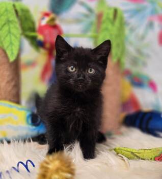 Rescue Domestic Short Hair Cats for Adoption in Effingham, Illinois - Pua | PetCurious