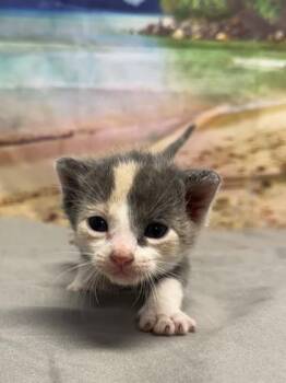 Jelly -  Domestic Short Hair Cat for Adoption in San Antonio, Texas - Jelly | PetCurious