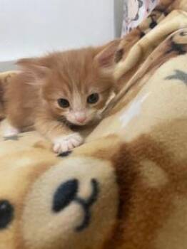 Buffy -  Domestic Short Hair Cat for Adoption in Parlier, California - Buffy | PetCurious