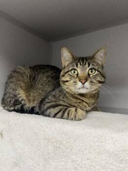 KEYSTONE -  Domestic Short Hair Cat for Adoption in Omaha, Nebraska - KEYSTONE | PetCurious