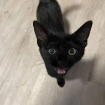 Callie -  Domestic Short Hair Cat for Adoption in Sandy Springs, Georgia - Callie | PetCurious