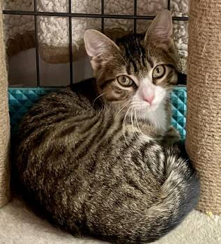 Rescue Tabby Cats for Adoption in New York, New York - SARAH L - SISTER TO MARC A & CASSIUS | PetCurious