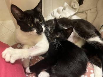 Rescue Domestic Short Hair Cats for Adoption in Syosset, New York - Mamma | PetCurious