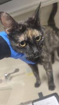 Terri -  Domestic Short Hair Cat for Adoption in Wichita, Kansas - Terri | PetCurious