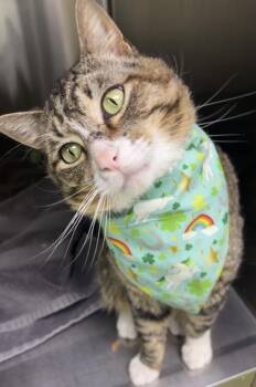 Domestic Short Hair Cats Available for Adoption in Lake Tapwingo, Missouri - Tilt | PetCurious
