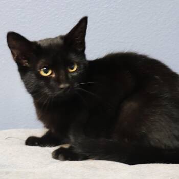 Atticus -  Domestic Short Hair Cat for Adoption in Lakeland, Florida - Atticus | PetCurious