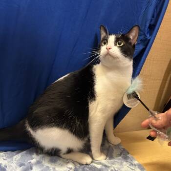 KYRA (MA) -  Domestic Short Hair Cat for Adoption - KYRA (MA) | PetCurious
