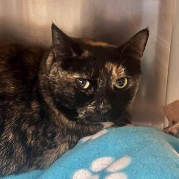 Pilcrow -  Domestic Short Hair Cat for Adoption in Walnut Creek, California - Pilcrow | PetCurious