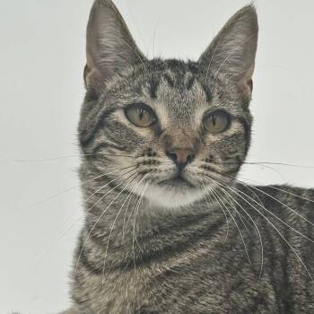 Rescue Domestic Short Hair Cats for Adoption in Springfield, Missouri - Edie Brickell | PetCurious