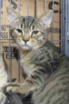 Gene -  Tabby and Domestic Short Hair Cat for Adoption in Richmond, Virginia - Gene | PetCurious