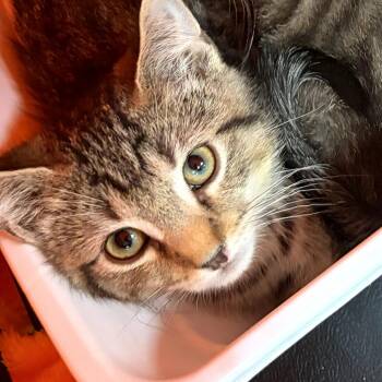 Hickory -  Domestic Short Hair Cat for Adoption in Canton, North Carolina - Hickory | PetCurious
