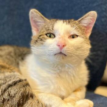 Domestic Short Hair Cats Available for Adoption in Port Washington, New York - Pontoon Petey | PetCurious