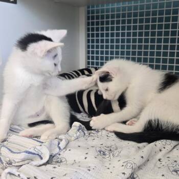 Tremfya -  Domestic Short Hair Cat for Adoption - Tremfya | PetCurious