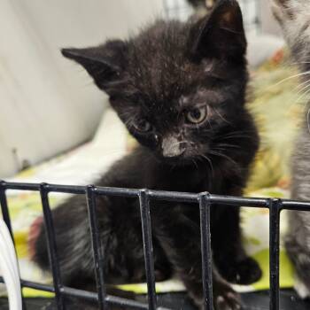 Rescue Domestic Short Hair Cats for Adoption in Kingman, Kansas - Zuko | PetCurious