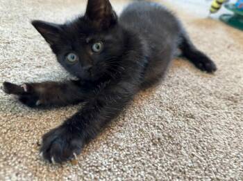 Domestic Short Hair Cats Available for Adoption in St. Helens, Oregon - 26-09 Isanti | PetCurious