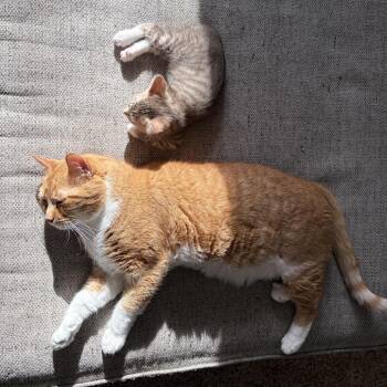 Bean -  Domestic Short Hair Cat for Adoption in Grand Rapids, Minnesota - Bean | PetCurious