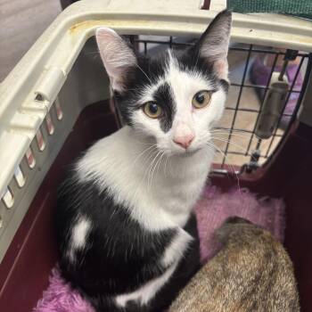 Moo Moo -  Domestic Short Hair Cat for Adoption in Wilmington, Delaware - Moo Moo | PetCurious