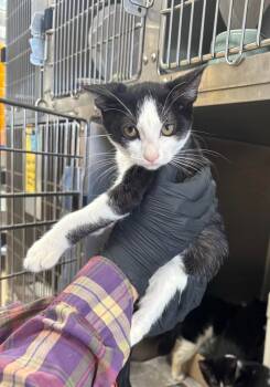 Rescue Domestic Short Hair Cats for Adoption in Cincinnati, Ohio - Rainman | PetCurious