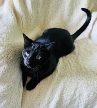 Rescue Bombay Cats for Adoption in Liverpool, Texas - Thunder | PetCurious
