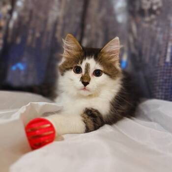 Dior -  Tabby and Domestic Long Hair Cat for Adoption in Greensburg, Pennsylvania - Dior | PetCurious