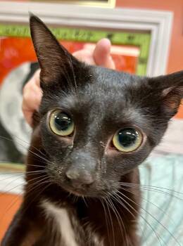 Domestic Short Hair Cats Available for Adoption in Burnsville, North Carolina - Wednesday | PetCurious
