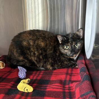 Domestic Short Hair Cats Available for Adoption in Knoxville, Tennessee - Bonnie | PetCurious