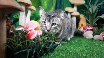 Baby Girl -  Tabby and Domestic Short Hair Cat for Adoption in Lucas, Texas - Baby Girl | PetCurious