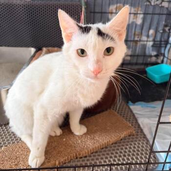 Clutch -  Domestic Short Hair Cat for Adoption in Philadelphia, Pennsylvania - Clutch | PetCurious