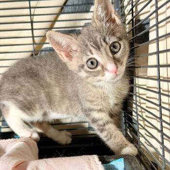 Montauk -  Domestic Short Hair Cat for Adoption in Wantagh, New York - Montauk | PetCurious