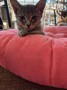 Ollie -  Domestic Short Hair and Tabby Cat for Adoption in Phoenix, Arizona - Ollie | PetCurious