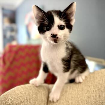 BC -  Domestic Short Hair Cat for Adoption in Bentonville, Arkansas - BC | PetCurious
