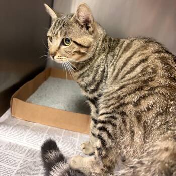 Toasted Grape Uncrustable -  Domestic Medium Hair Cat for Adoption in Charleston, West Virginia - Toasted Grape Uncrustable | PetCurious